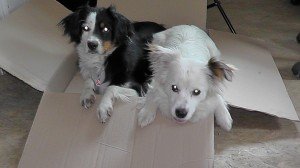Muffin und Meringa S1070007