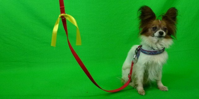 Aktion Gelber Hund