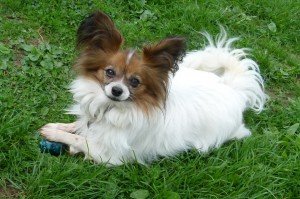 Hund kann es auch verstecken