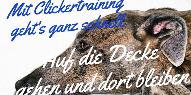 Hund lernt auf seinen Platz zu gehen