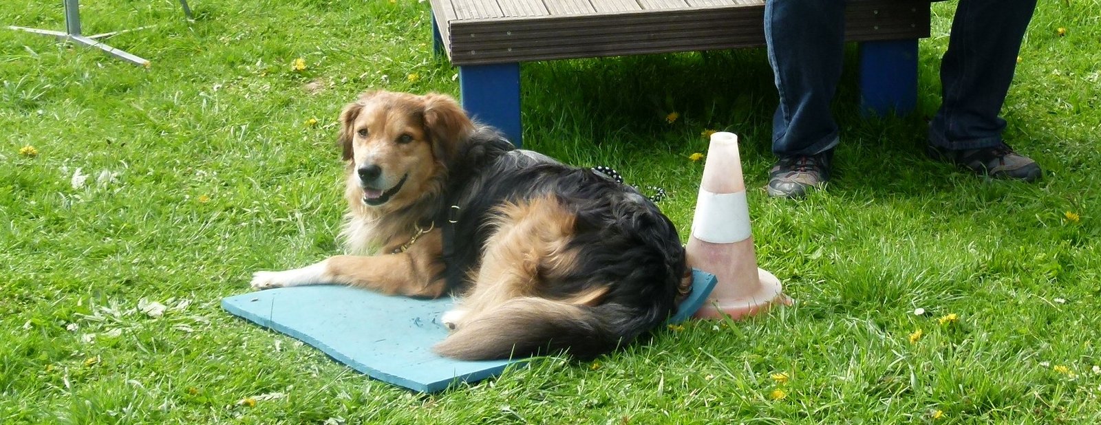 Hund beibringen auf seinem Platz zu bleiben