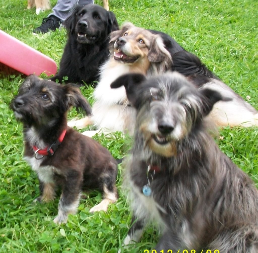 hund hört nicht auf seinen namen