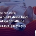 Welpen alleine lassen