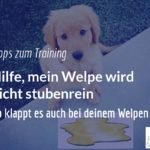 So bekommst du deinen Welpen stubenrein