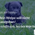 Welpenerziehung - Welpe will nicht Gassi gehen