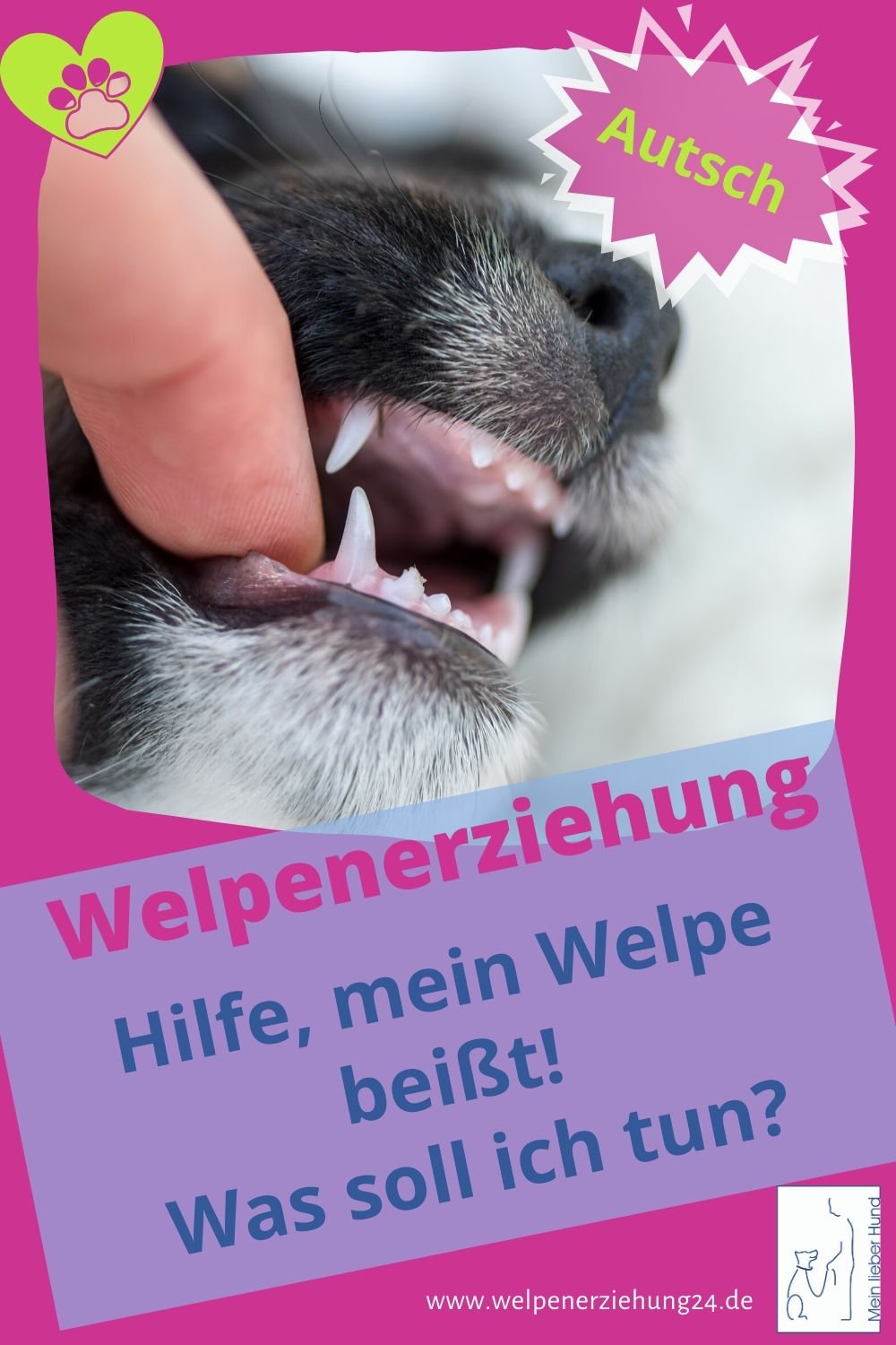 Welpe Hat Milch In Der Lunge Was Tun Mein Welpe beißt - Welpenerziehung