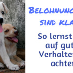 Tipp der Woche: Belohnungstag Belohnungstag
