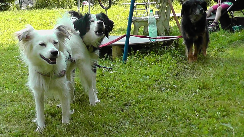 Was ist der perfekte Hund