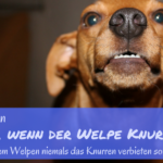 Warum knurrt der Welpe? welpe knurrt