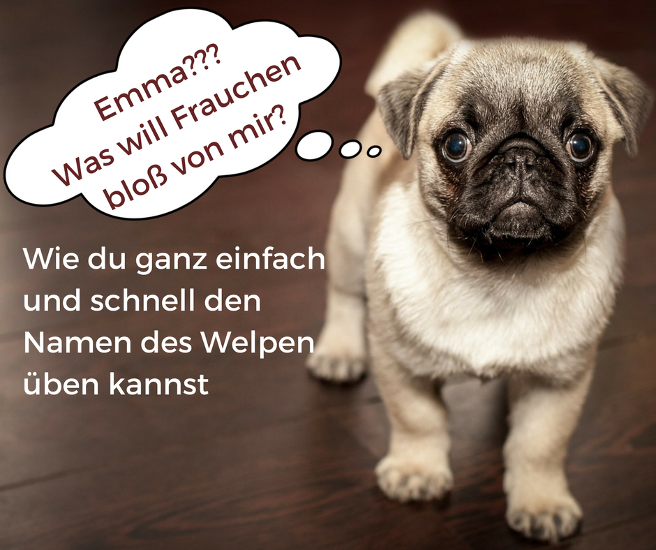94 Hunde Namen Junge Sepetcrew