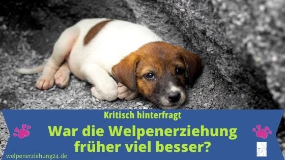 Welpenerziehung aus einer anderen Perspektive