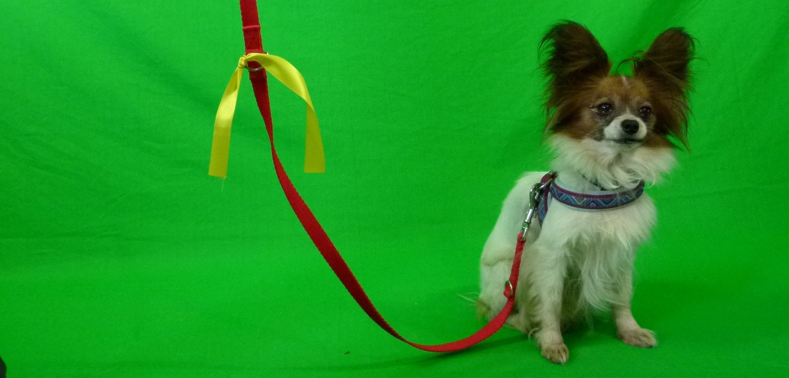 Welpenerziehung Tipp der Woche Gelber Hund