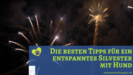 Beste Tipps für Silvester mit Hund