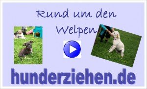 Webinar Sachkunde Welpe