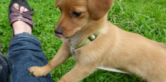 Hund hört nicht