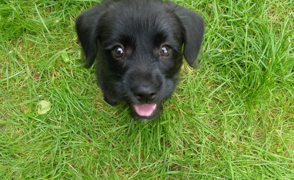 Hund hört nicht Welpenerziehung