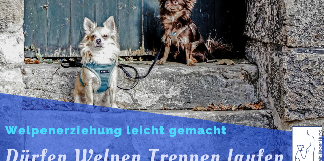 Welpen Treppen steigen