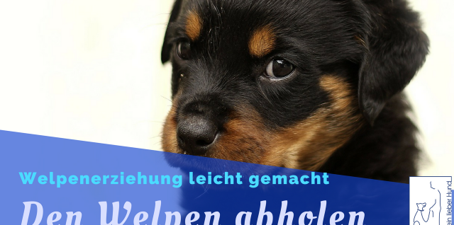 welpen beim züchter abholen