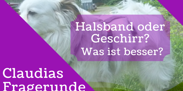 Hundegeschirr oder Halsband