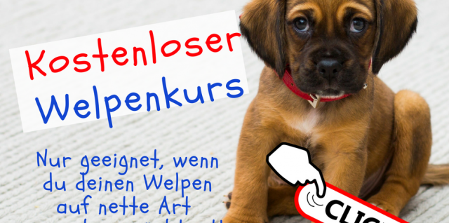 Kostenloser Welpenkurs