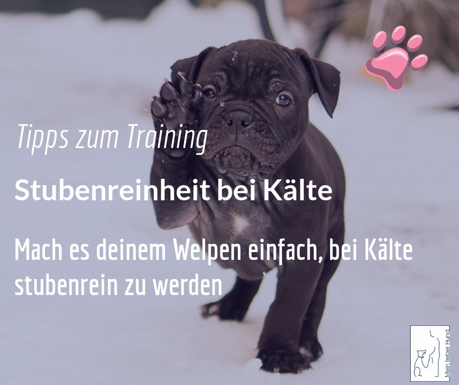 7 Einfache Regeln Fur Die Stubenreinheit Im Winter Welpenerziehung