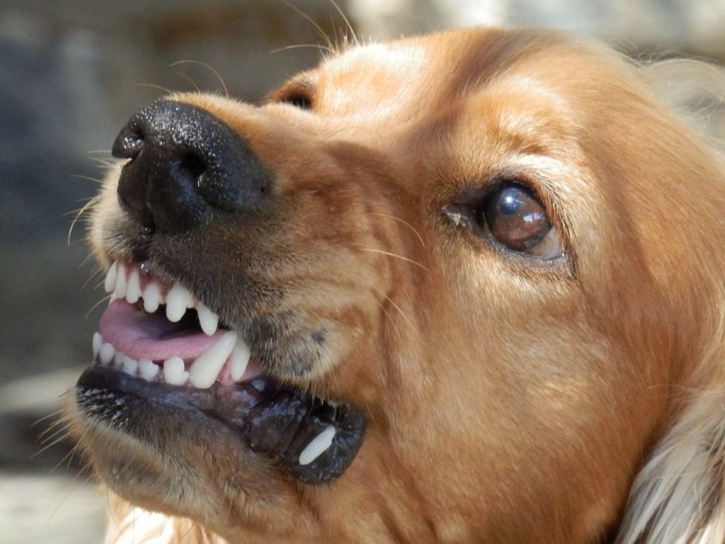 Hund schnappt, wenn er vom Sofa soll Welpenerziehung