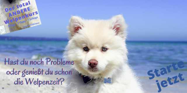 welpenkurs