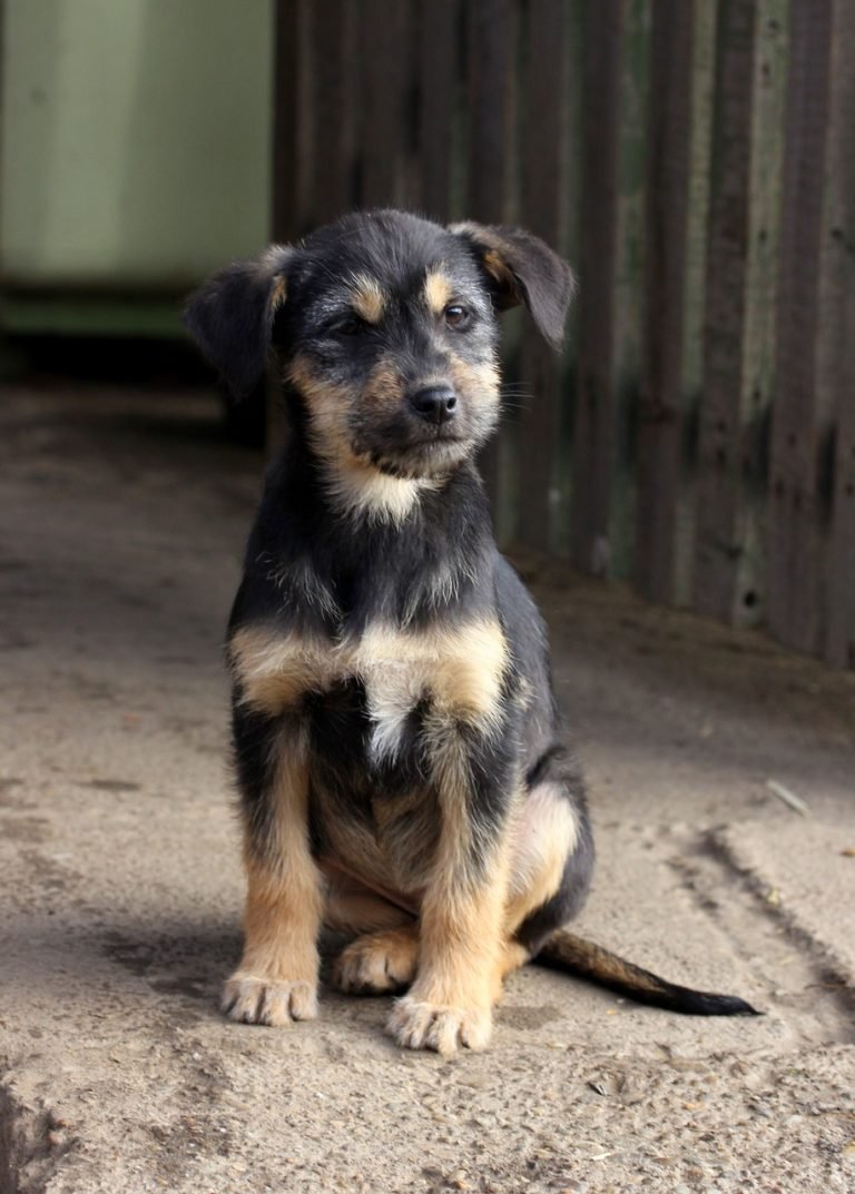 Welpe meldet sich nicht, wenn er muss Welpenerziehung