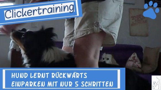 Hund rückwärts einparken