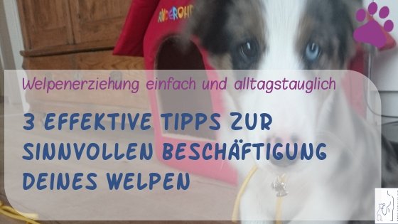 Welpen sinnvoll beschäftigen