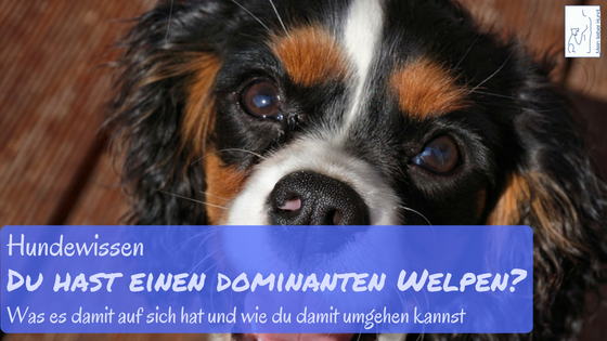 welpe ist dominant