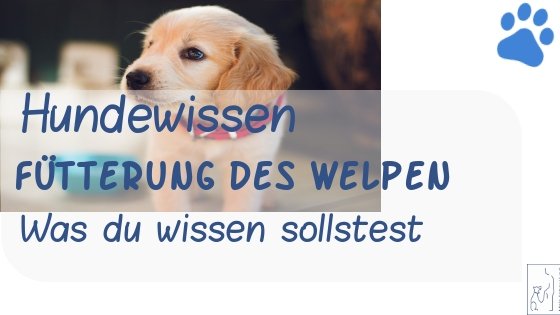 Ernährung des Welpen
