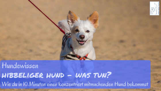 hibbeliger hund