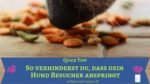 Quick Tipp: Besucher nicht anspringen Hundeerziehung - Besucher nicht Anspringen