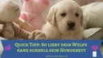Quick Tipp: So geht dein Welpe auf seinen Platz Welpe lernt, auf seinem Platz zu liegen