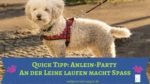 Quick Tipp: Anleinparty für freudiges Laufen an der Leine Anleinparty