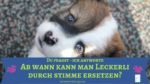 Wie baue ich die Leckerli ab gegen Schmusen und Stimme? Stimme und Schmusen statt Leckerli?