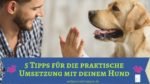 5 Tipps für die praktische Umsetzung mit deinem Hund